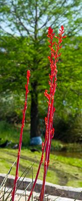 I think this hummingbird Mint (4/15/23)