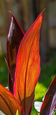 Backlit plant leaf (4/16/23)