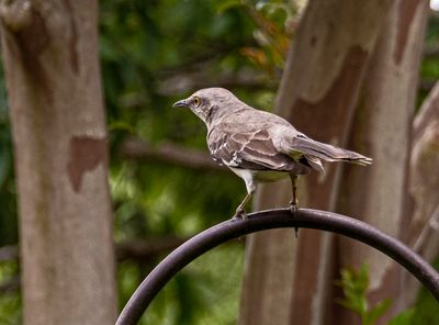 Another fine looking Mockingbird (4/20/23)