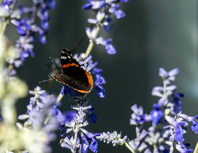 Red Admiral butterfly (4/24/23)