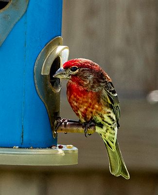 This House Finch paid me a visit this morning. (05/01/23)