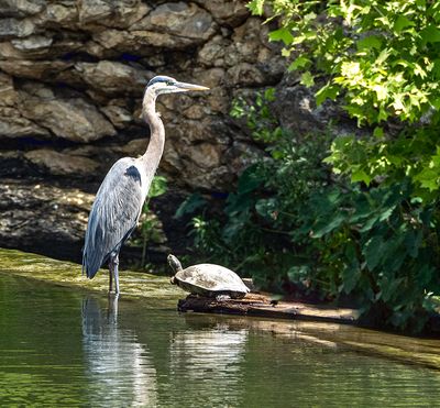 Great Bue Heron and his friend. (5/2/23)