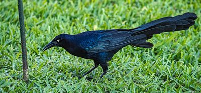 The ubiquitous Grackle. (5/5/23)
