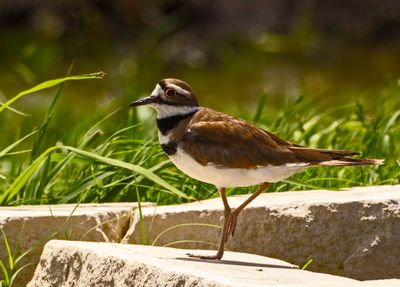 I caught this plover wandering around by himself today. )5/7/23)
