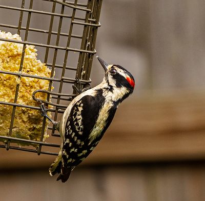 This Downy woodpecker stopped by today (05/10/2023)