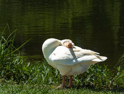 Napping bird (5/19/23)