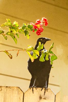 Grackle and flower (7/17/23)
