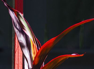 Flora in my backyard(10/8/23)