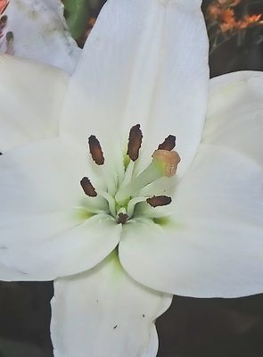 Lily close up (10/25/23)
