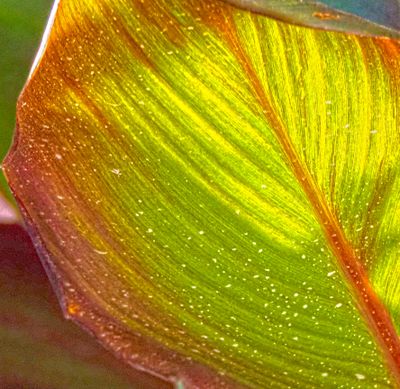 Backlit leaf