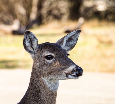 Oh deer! (01/31/24)