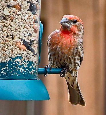 Redhead at my feeder