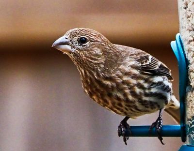 Viisiting sparrow