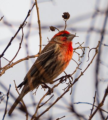 House Finch