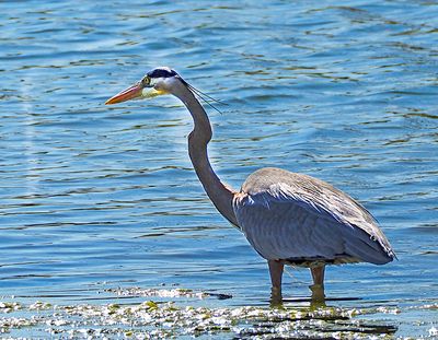 Great Blue Heron