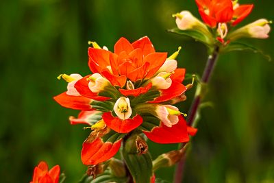 The Texas Indian Paintbrush
