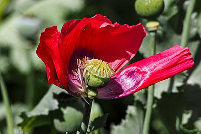 Spring flower (03/25/24)