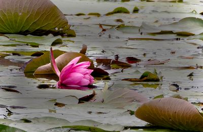 Water  Lily