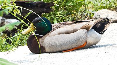 This was as easy as shooting a sitting duck.