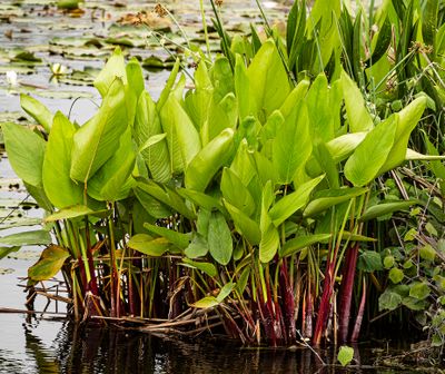 Frog pond foliage