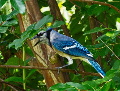 Squawking blue jay