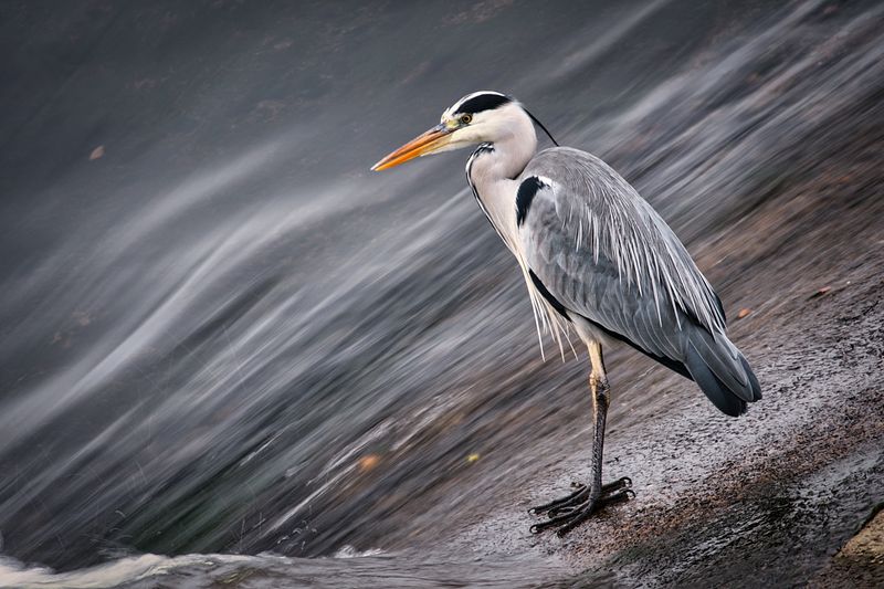Heron and milky water.