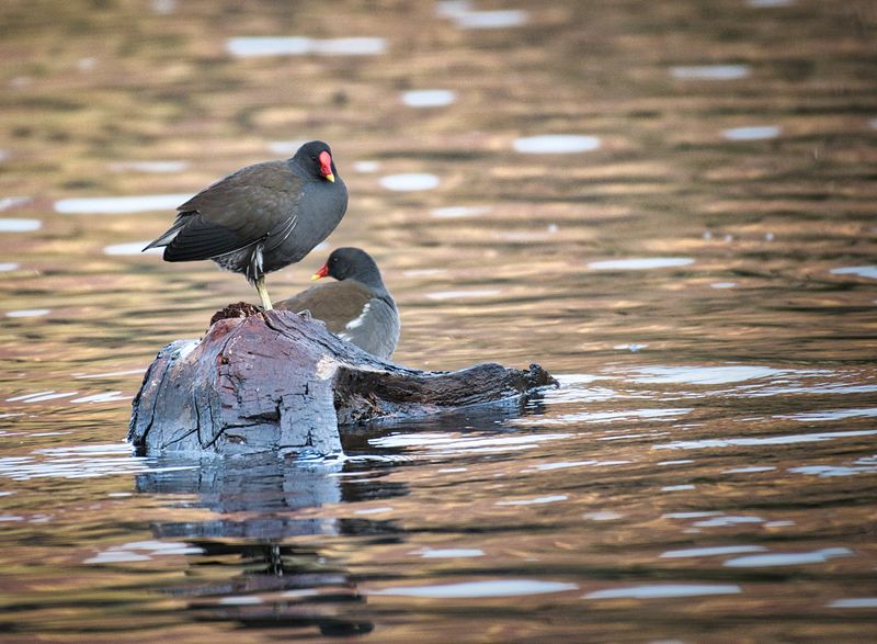 Moorhens at Taf Bargoed Country Park.