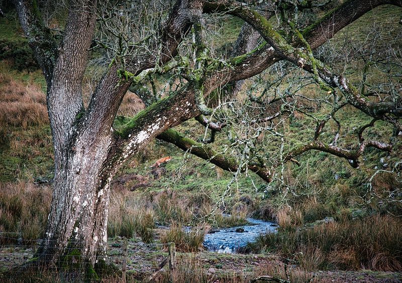 Fox disturbed in the Brecon Beacons.