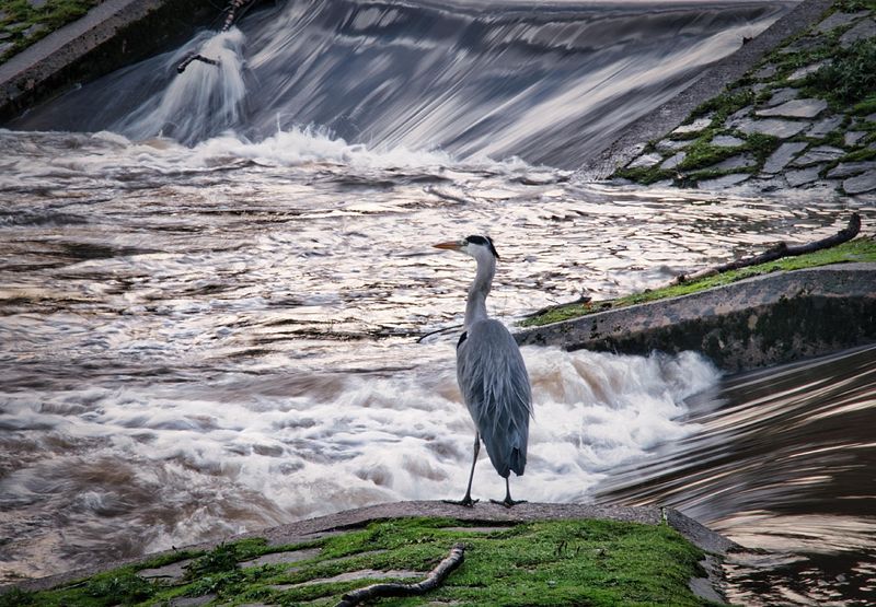 Heron at Taf-Bargoed Country Park.
