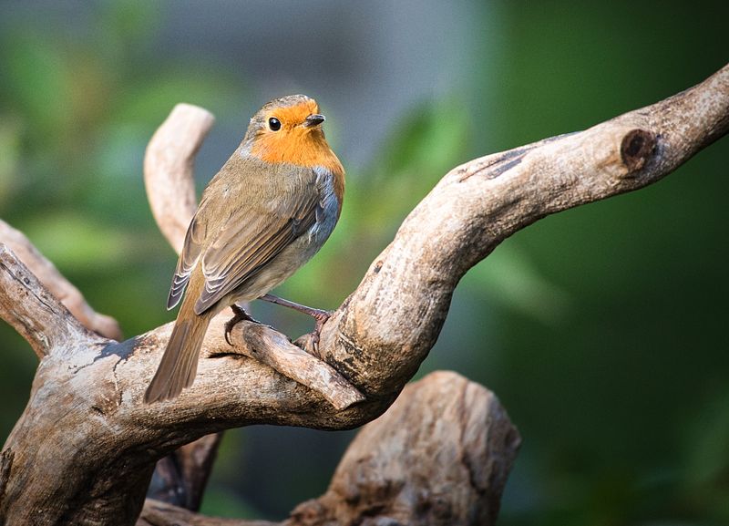 Robin
