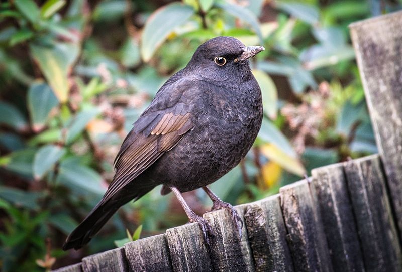 DSC_5768_01.JPG