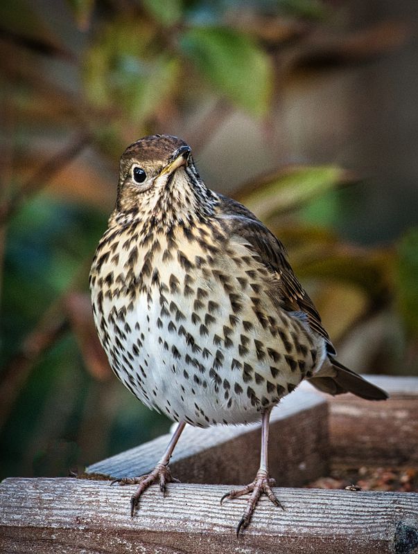 DSC_5821_01.JPG