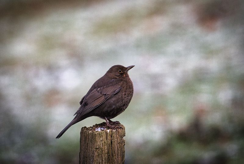 Female Blackbird.