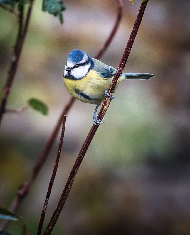 Blue Tit