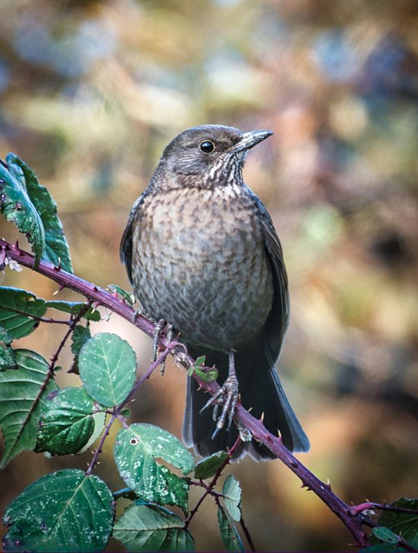 Female Blackbird