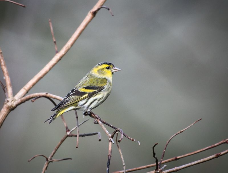 Male Siskin