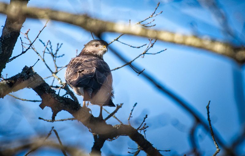 Common Buzzard