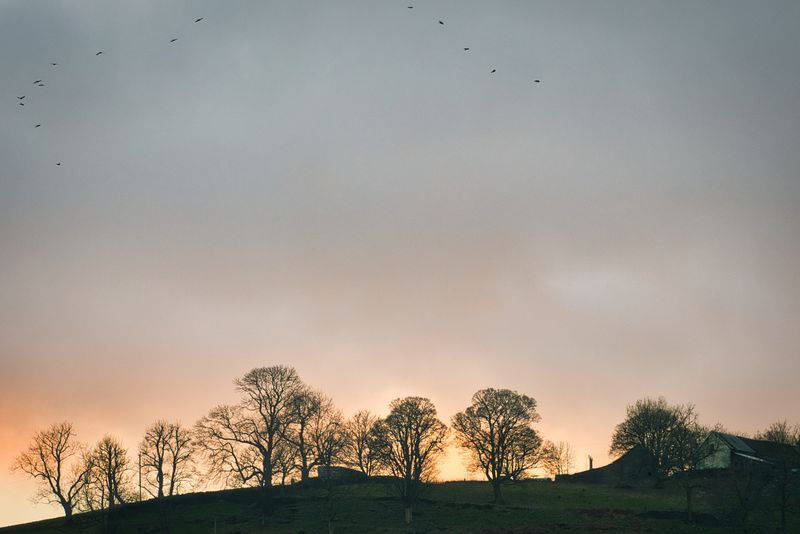 Heading for the roost, Penrhiwcaradoc.