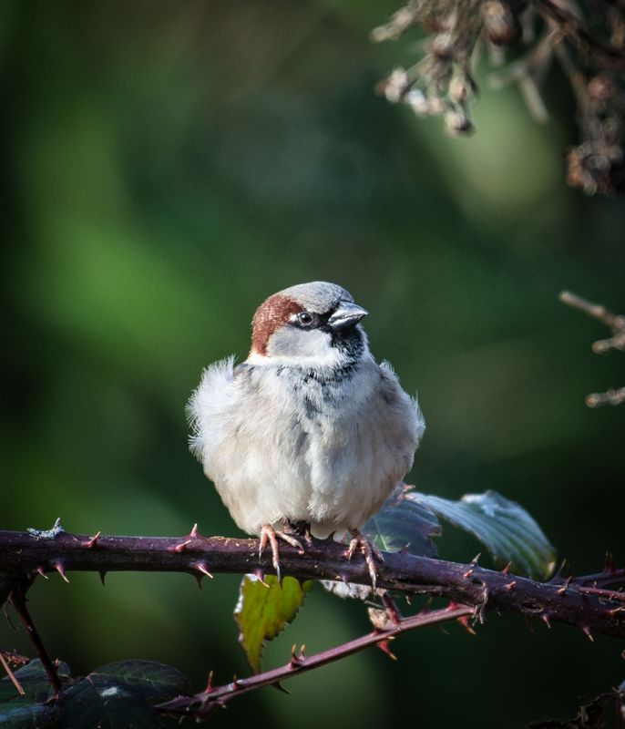 Female House Sparrow.