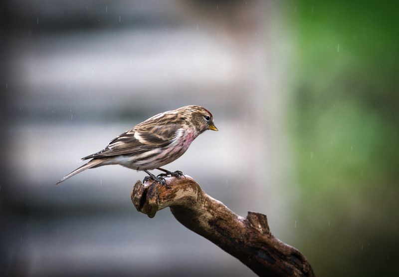 Red Poll.