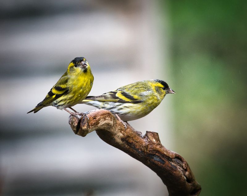 Male Siskins.
