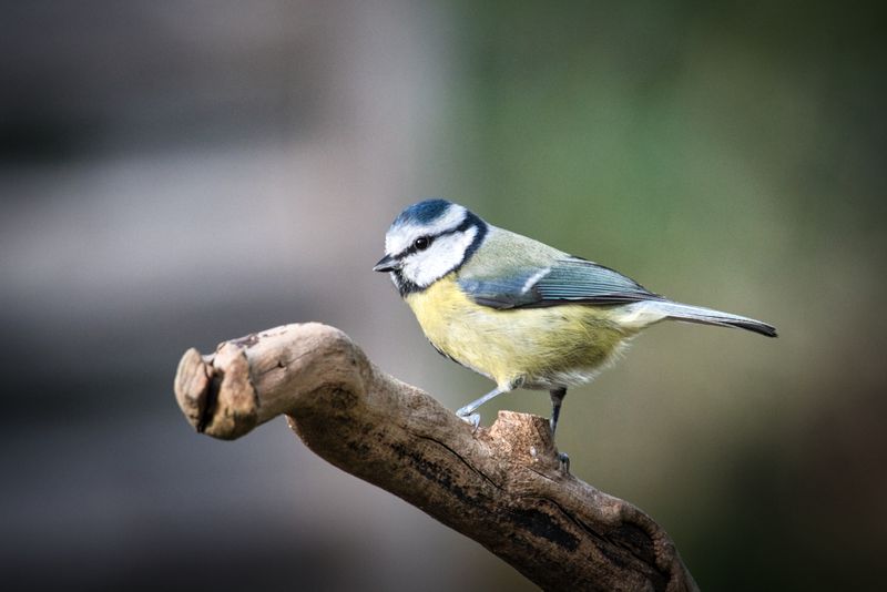 Blue Tit.