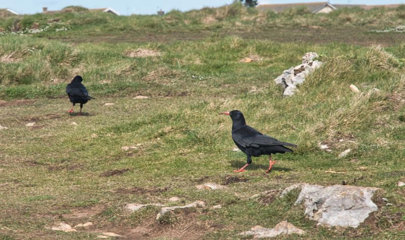 Choughs at Porthcawl.