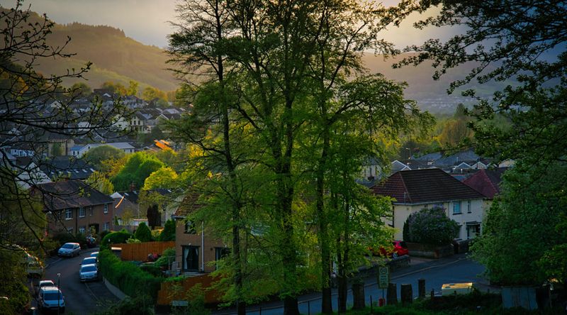 Last light on Mountain Ash.
