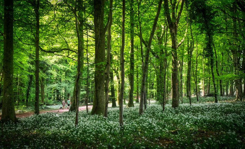 A walk in Fforest Fawr.