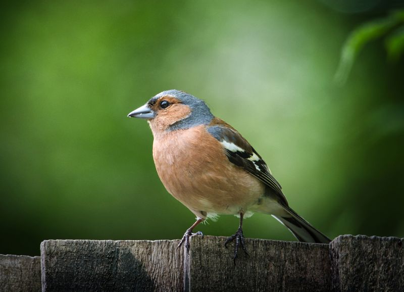 Male Chaffinch.