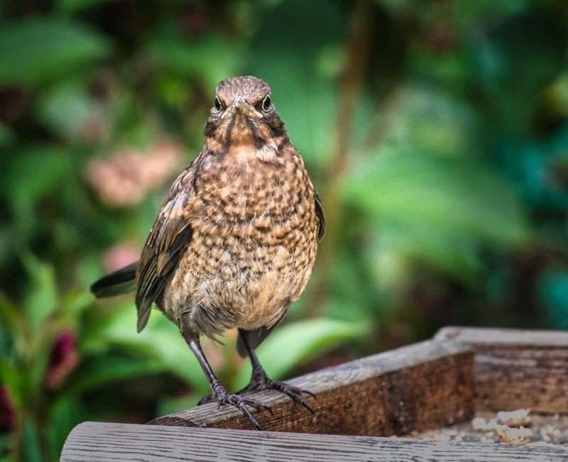 Female Blackbird fledgling.