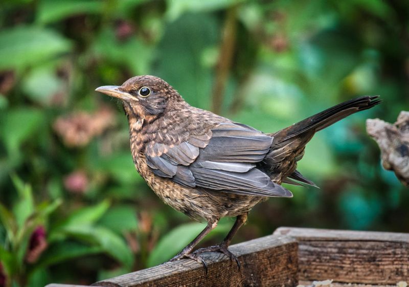 Female Blackbird fledgling.