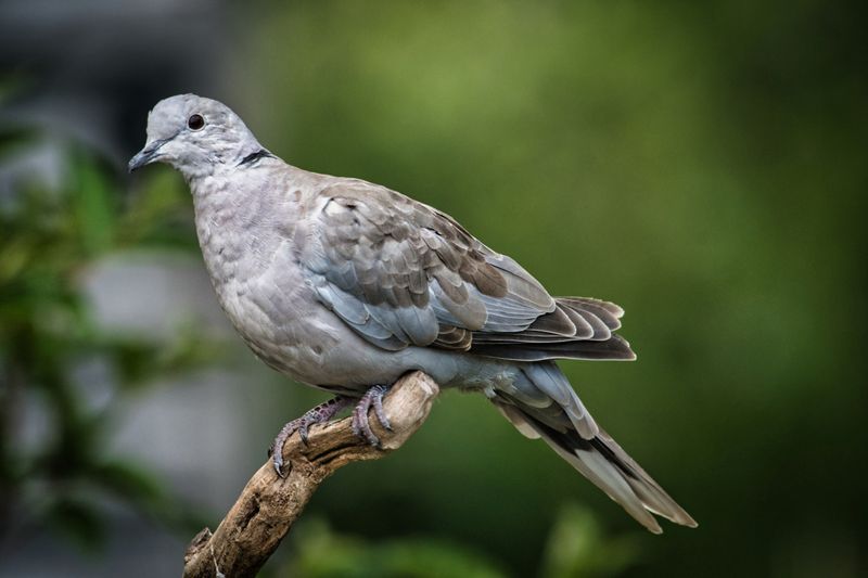Collard Dove.