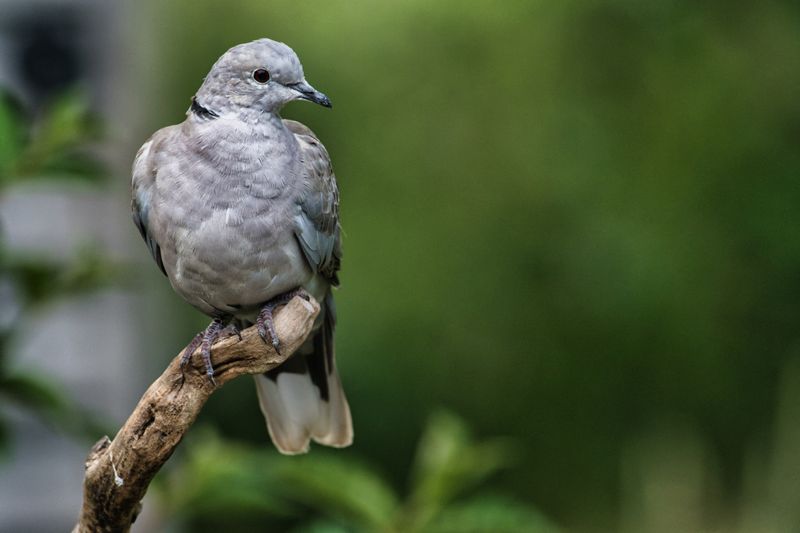 Collared Dove.